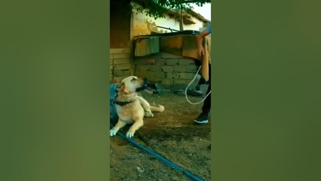 kangal-dog-status-animal-amazingdogs-doglover-dog-dogowner