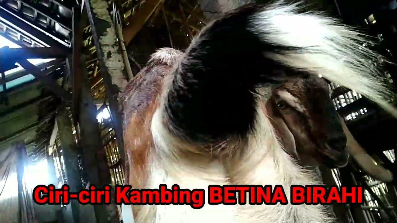 CIRI CIRI KAMBING BETINA YANG BIRAHI - YouTube