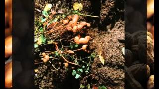 Groundnut Botany, Cultivation  and Economic  Importance