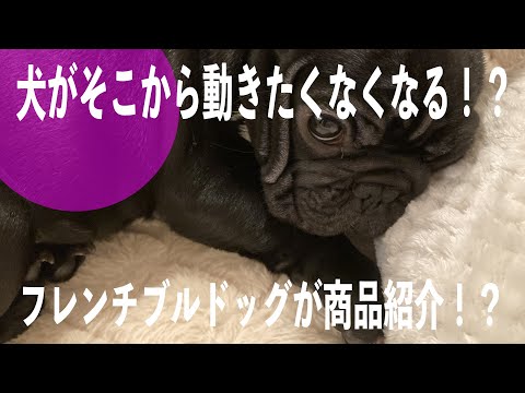 【もしもフレンチブルドッグが商品紹介をしたら】ふかふかのベッドをプレゼントしたら秒で拠点に!そんなベッドをあんこもち 先生が紹介!