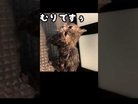 う こつけマンをお風呂に入れたら可愛すぎた Shorts Youtube う こつけマンをお風呂に入れたら可愛すぎた Shorts Youtube