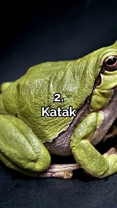 5 Hewan Yang Dilarang Dibunuh Dalam Islam #shorts #dakwah #islam #hewan