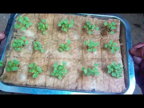 Vidéo: Rockwool Growing Medium : comment planter dans des cubes de laine de roche