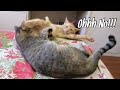 Momma Cat cuts him off. Time to get a job! WATCH TILL THE END