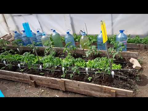 Видео: Как да засадите грозде през пролетта? Засаждане в Сибир и други региони съгласно инструкции стъпка по стъпка