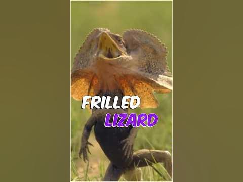 Frilled Lizards: The Lizards That Look Like Dinosaurs #nature #lizards