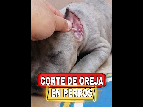 Video: ¿Cuánto cuesta cortarle las orejas a un pitbull?