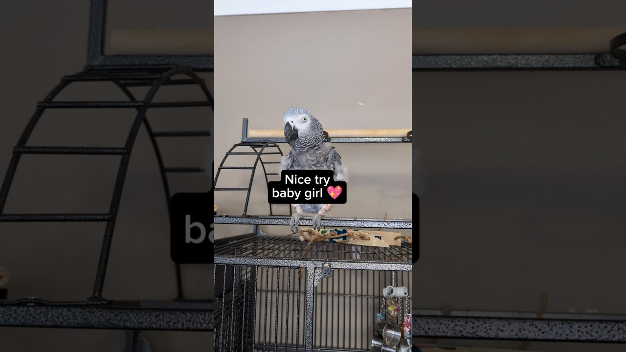 Bird Gets Extremely Excited 🤣❤️ #funny  #talkingparrot #funnyparrot #parrot #cute #cosmo #funnybird