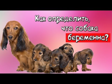 Как определить, что собака беременна?