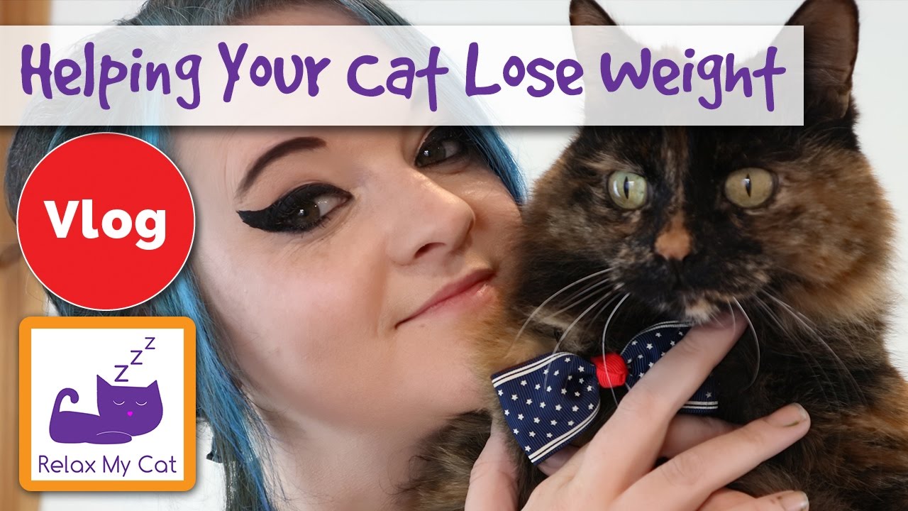 How To Help Your Cat Lose Weight Diet Plans And More Tips For Managing Your Cats Weight Youtube
