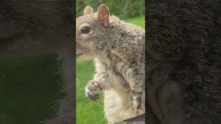 Squirrel visiting my window 050724