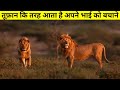 तूफ़ान कि तरह आता है अपने भाई को बचाने के लिए || The True Story Of Duba Boy&#39;s Lions Brother ||