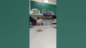 Catnip One Hell Of A Drug 🤣🤣 #shorts