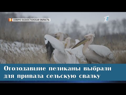 Оголодавшие пеликаны выбрали для привала сельскую свалку