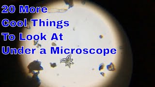 20 More Cool Things to Look At Under a Microscope