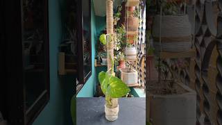 Aesthetic Money Plant Water Propagation DIY 🌿🧴 #shorts #satisfying