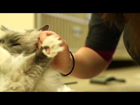 Video: De ce se numesc capete de pisică?