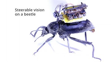 Camera Backpack for Insects or Insect-Sized Robots