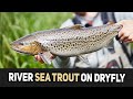 Sea Trout On Dry Fly (skumbille) - River Fishing In Denmark