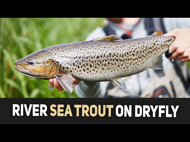 Sea Trout On Dry Fly (skumbille) - River Fishing In Denmark class=