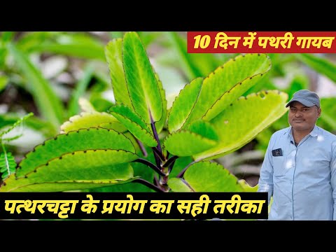 The right way to eat stone breaker | Kidney Stone & Prostate Best Home Remedy 🌿"