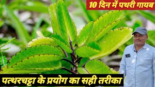 पत्थरचट्टा खाने का सही तरीका | Kidney Stone & Prostate Best Home Remedy 🌿"
