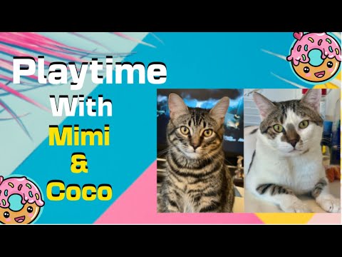 Cat Playtime 😍|Rainy Day |Cute Cats| #cat #catshorts #shortvideo#cats #cute #shorts #funnycat