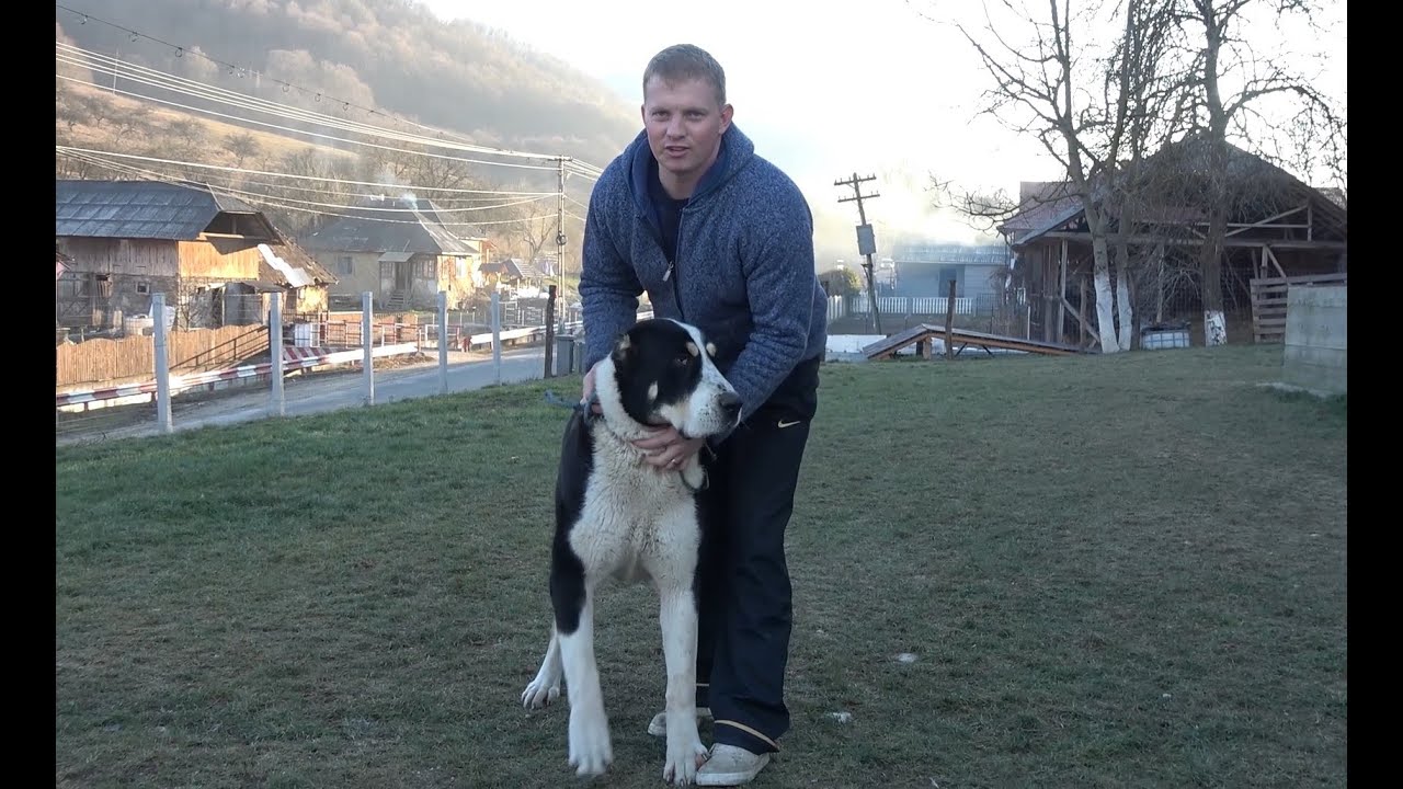 Prezentare Ciobanersc de Asia Centrala, Valenii Lapusului, Maramures 2020 Nou!!!