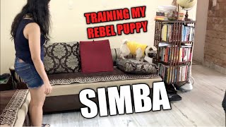 My PUG Refuses to Listen to me 😐| Training Simba again |Funny Pug Video