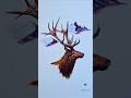 My elk painting Journey  #painting #art  #wildlife
