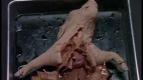 THE X-FILES | 2x14 "Die Hand Die Verletzt" | A Private Conversation With Chris Carter