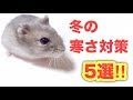 【ハムスター】冬の寒さ対策５選‼️お家＆自分のお部屋を対策していきます