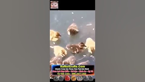 Tại sao lại dùng vịt con làm mồi câu cá lóc