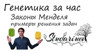 Статья: Решение задач по генетике с использованием законов Г.Менделя