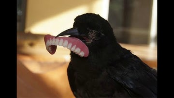 American Crow Behavioral Observation Module Bio 331