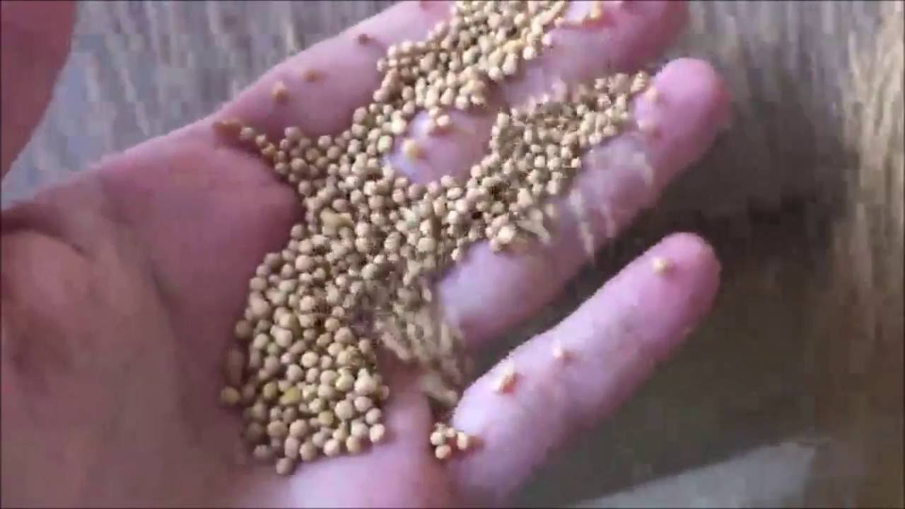 Очистка зерна от сора
