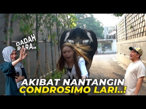 DUH 😍..CONDROSIMO.. SAPI LUCU SETIA FARM BIKIN GUE JATUH HATI 🥰