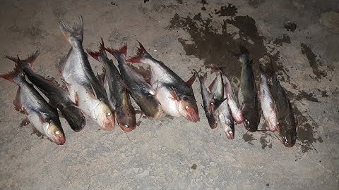 Câu cá da trơn . Sông Vàm Nao |FISHING RIVER VAM NAO