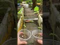 Forget complicated seed starting, try this instead #gardening #shorts