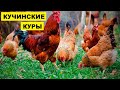 Разведение кур Кучинской породы как бизнес идея | Кучинские куры