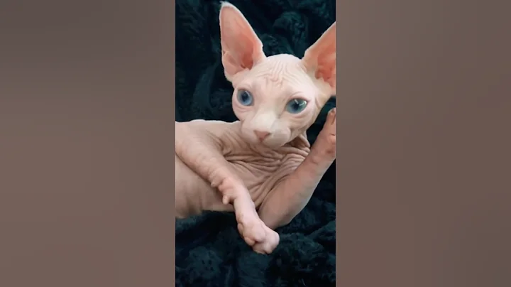 Watch the video about My pretty little baby! #mybaby #cute #sphynx #sphynxcat #sphynxcommunity #catMom