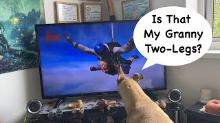 Sunny Greyhound Misses Out On Skydive by Greyt Adventures 47 views 6 days ago 2 minutes, 7 seconds