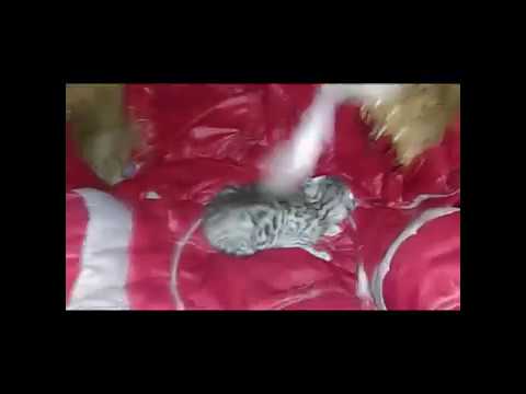 Миля родила одного котёнка!:)
