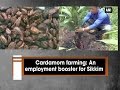 Cardamom farming an employment booster for sikkim  ani news