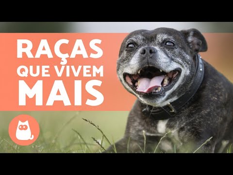 Vídeo: Quais Cães Vivem Mais