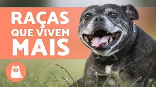 TOP 10 raças de CACHORROS QUE VIVEM MAIS 🐶