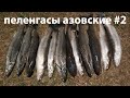 Пеленгасы азовские #2. Ночная подводная охота 2021 пеленгас. Азовское море. Крым.
