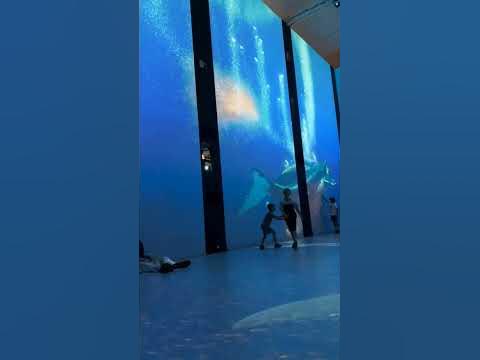 Океанариум в Монако #oceanarium #monaco #monacovibes #монако # ...