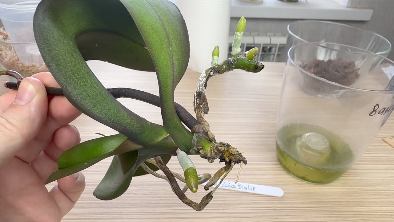 Фаленопсис Манта Калимантан. Пересадка орхидеи. Орхидея с тонкими корнями. Орхидея с большими корнями.