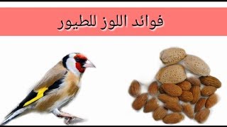 فوائد للوز للطيور لا تعد و لا تحصى